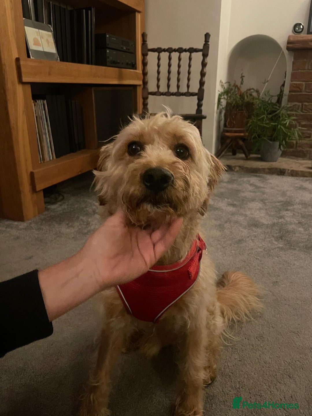 Mixed Breed dogs for adoption: Wonderful Marcus needs a loving home - Image 3
