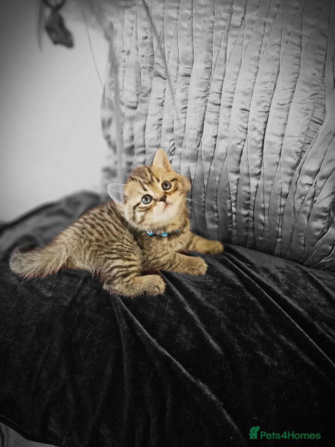 British Shorthair cats for sale: Stunning & Unique Kittens for Sale in Buckingham - Advert 2