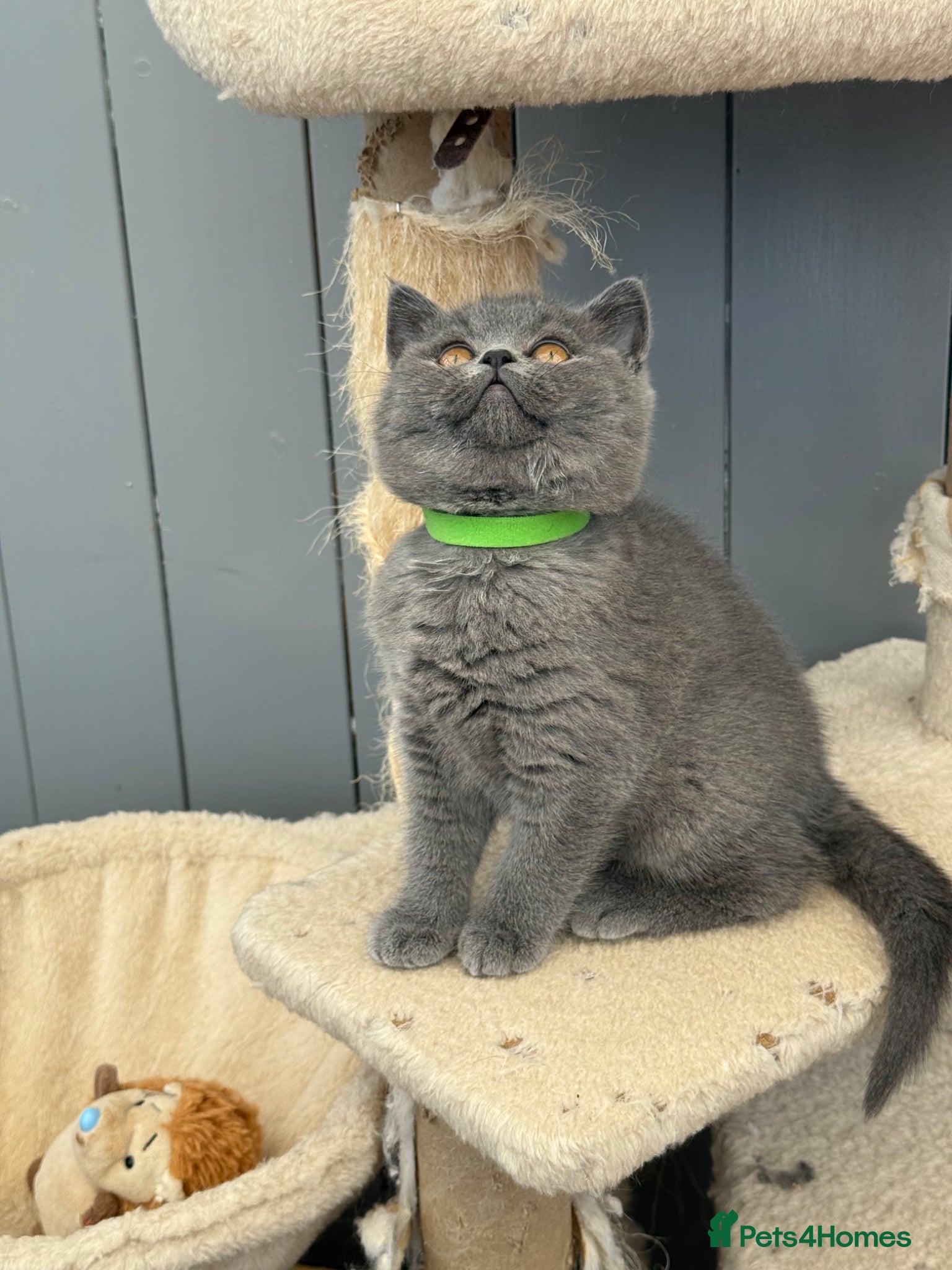 British Shorthair cats for sale: Pedigree British Shorthair Kittens ready to go! - Advert 9