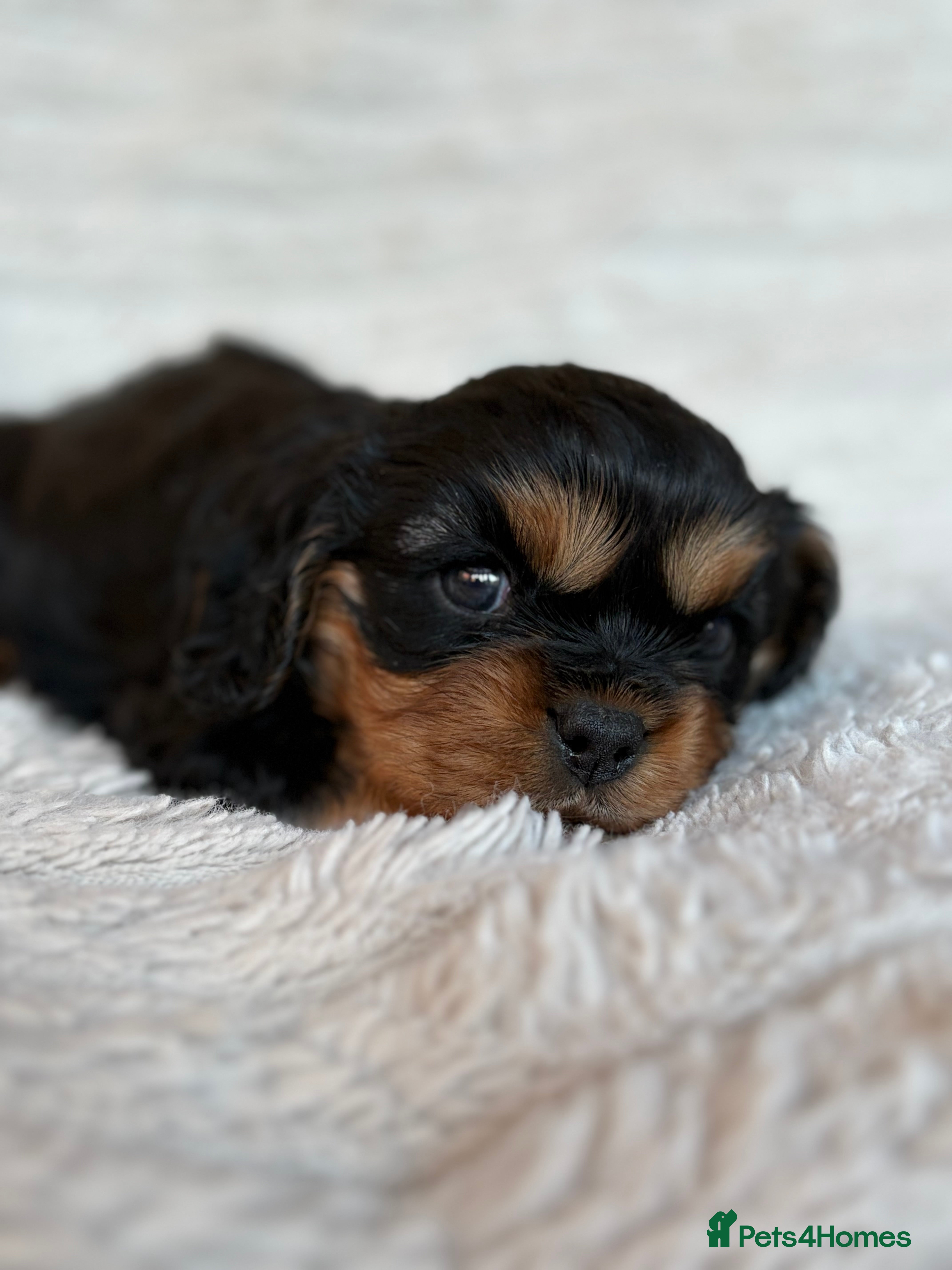 Cavalier King Charles Spaniel dogs Cavalier King Charles spaniel puppies - Advert 5