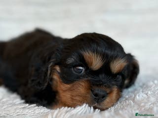 Cavalier King Charles Spaniel dogs Cavalier King Charles spaniel puppies - Advert 5