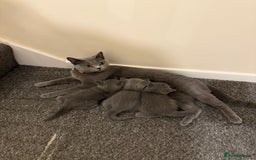 British Shorthair cats for sale: British shorthair - Image 10