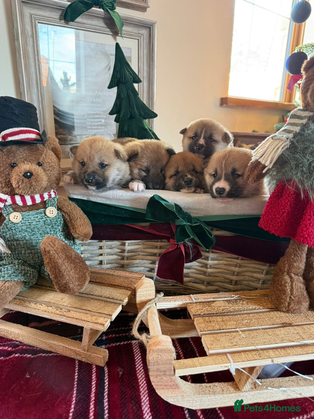 Japanese Shiba Inu dogs for sale: beautiful red Japanese Shiba Inu puppies  - Advert 12