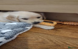 Golden Retriever dogs for sale: Golden Retriever Puppies For Sale - Image 4