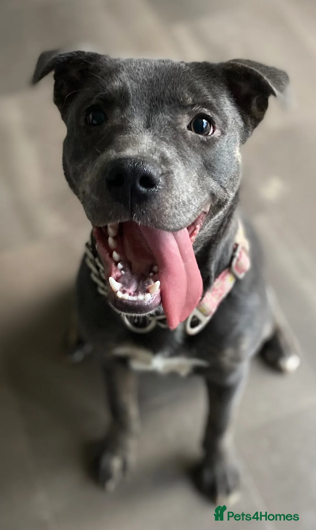 Mixed Breed dogs for sale: Sadie  Staffi X Sharpei in Tenterden - Advert 3