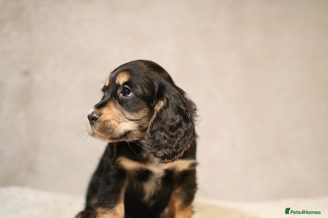 Cocker Spaniel dogs for sale: Beautiful litter of KC reg show type cockers  - Advert 9