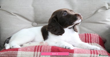English Springer Spaniel dogs - Advert 8
