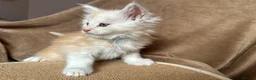 Maine Coon cats for sale: TICA Maine coon Kittens Smoke/Silver - Advert 7