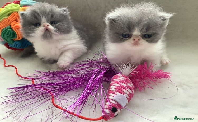 Persian cats - Advert 3
