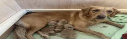 Golden Retriever dogs for sale: Beautiful Golden Retriever Puppies - Advert 11