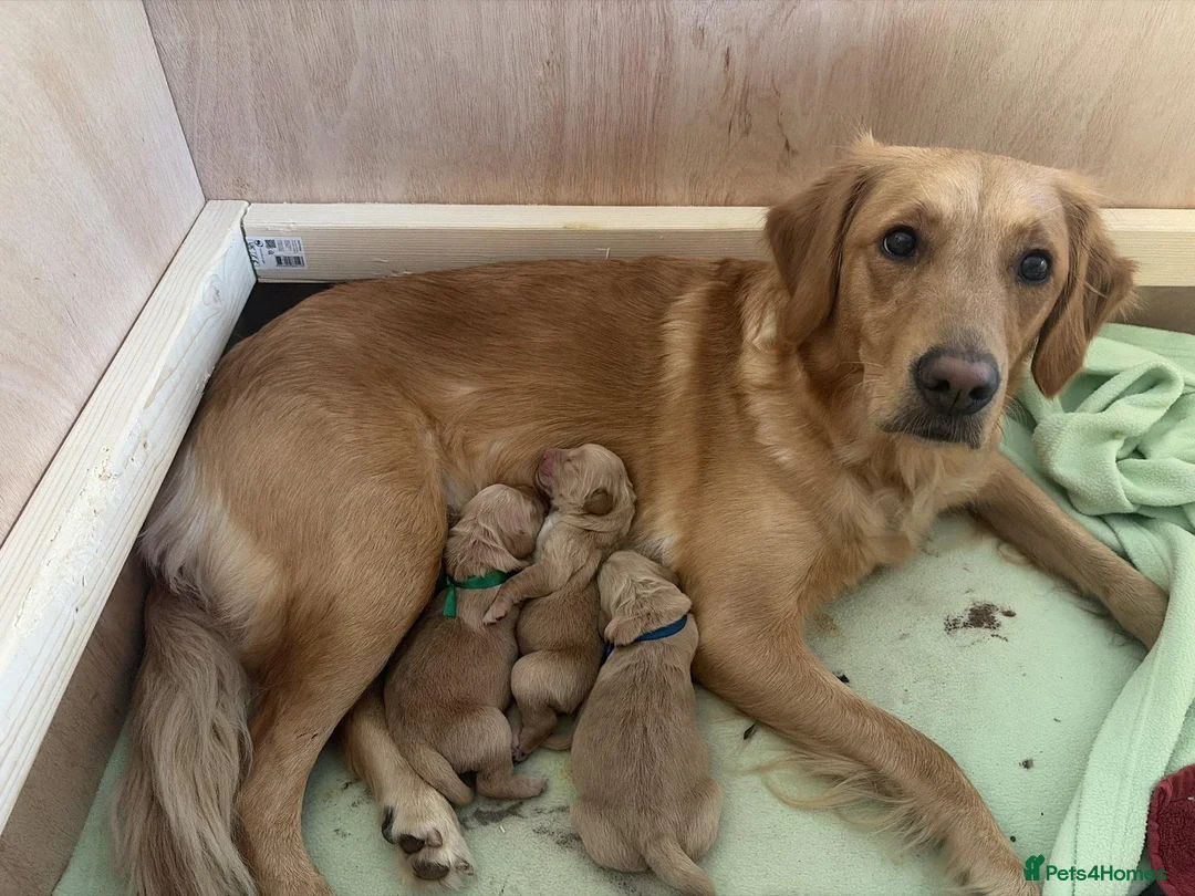 Golden Retriever dogs for sale: Beautiful Golden Retriever Puppies - Advert 11