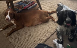Cocker Spaniel dogs for sale: Working cocker spaniel puppies  - Image 12