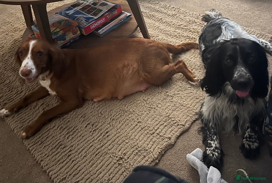 Cocker Spaniel dogs for sale: Working cocker spaniel puppies  - Image 12
