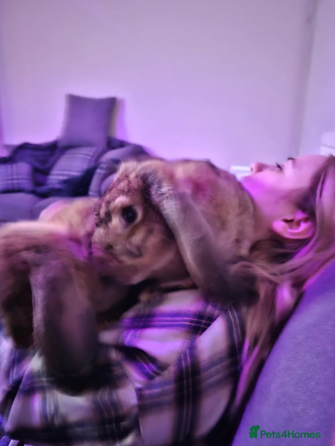 Continental Giant rabbits for sale: Two continental giants  - Advert 6