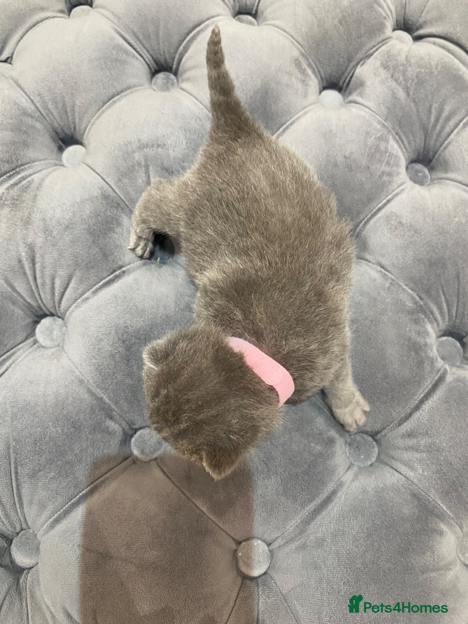 British Shorthair cats for sale: Beautiful British Blues  - Advert 11
