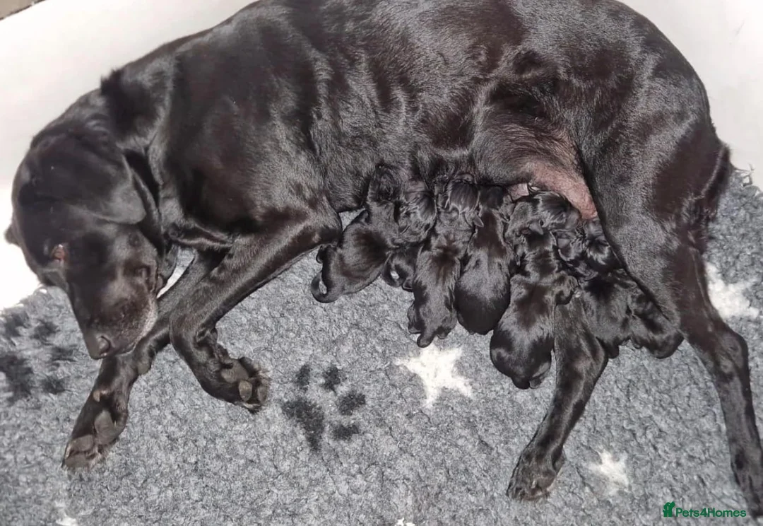 Labrador Retriever dogs for sale: Outstanding working lab pups  in Preston - Advert 13