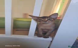 Abyssinian cats for sale: 5✨TICA Beautiful Abyssinian Kittens - Image 20