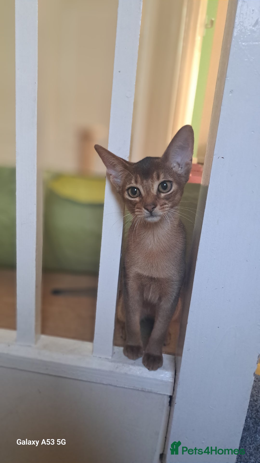 Abyssinian cats for sale: 5✨TICA Beautiful Abyssinian Kittens - Image 20