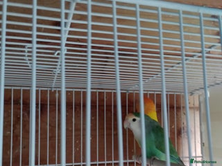 Lovebirds birds - Advert 34