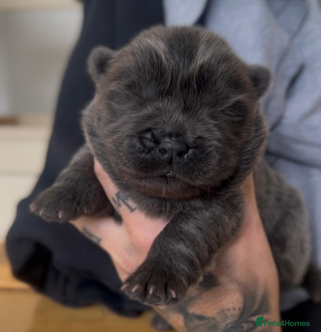 Chow Chow dogs for stud: Rare Smooth Coat Blue Merle for Stud - Advert 11