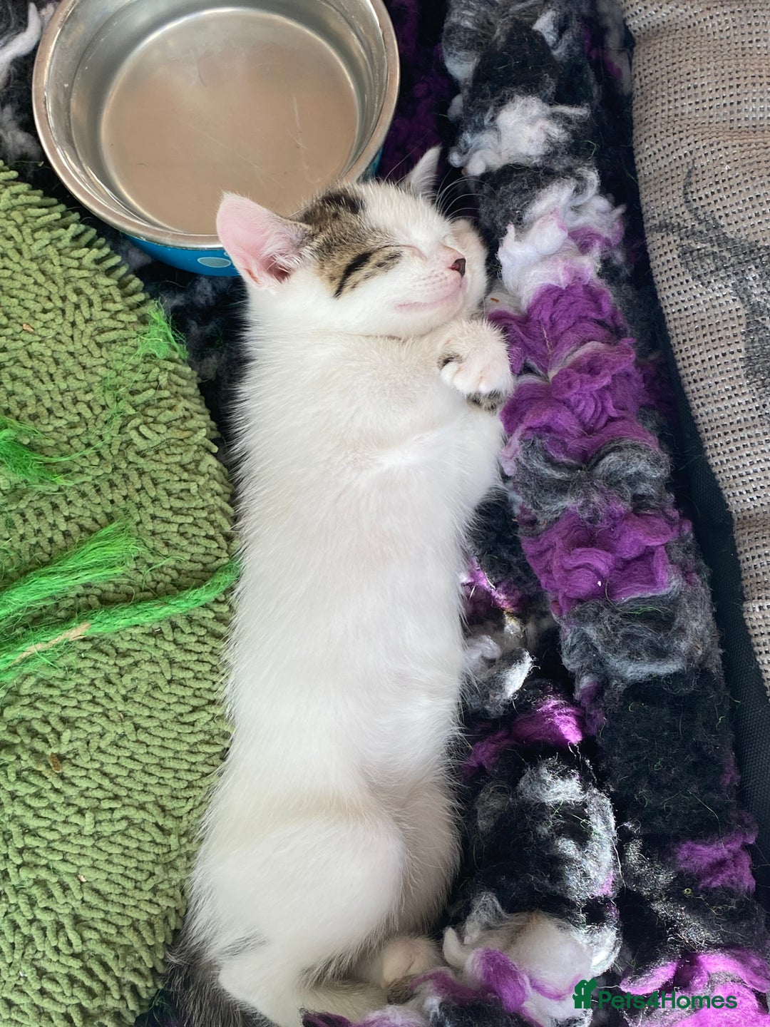 British Shorthair cats for sale: 3 beautiful British Shorthair Kittens  - Image 13