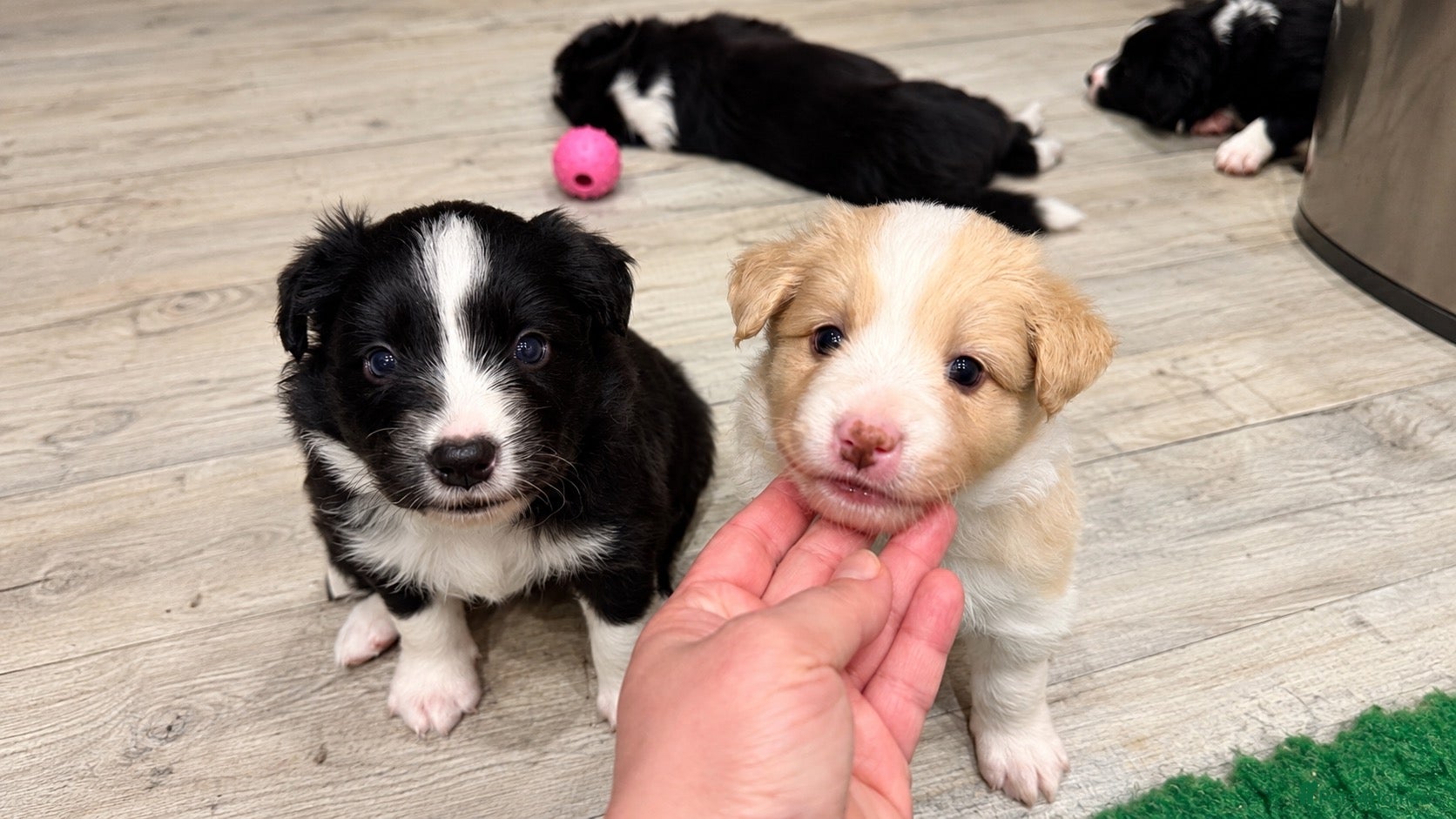 Border Collie dogs for sale: Border Collie Puppies-KC Registered - Advert 1