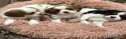 Cavalier King Charles Spaniel dogs for sale: Outstanding Cavalier King Charles Spaniel puppies - Advert 1