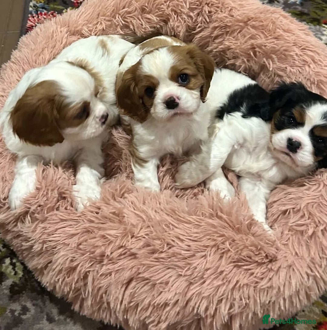 Cavalier King Charles Spaniel dogs for sale: Outstanding Cavalier King Charles Spaniel puppies - Advert 1