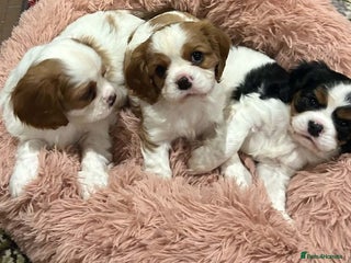 Cavalier King Charles Spaniel dogs Outstanding Cavalier King Charles Spaniel puppies - Advert 1
