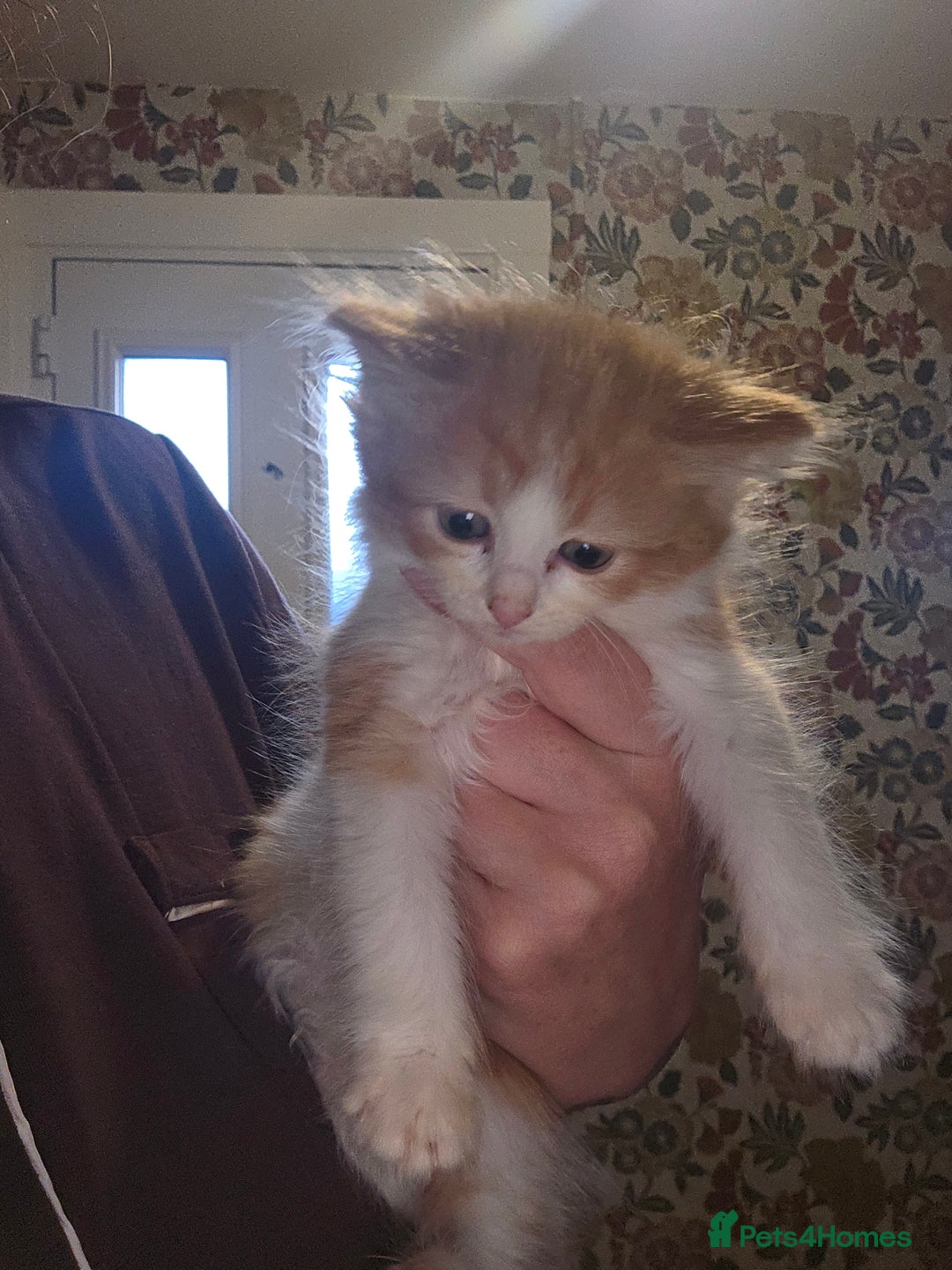 Maine Coon cats for sale: Mainecoon/ragdoll - Advert 6