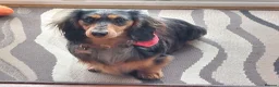 Miniature Dachshund dogs for stud: Rosco, KC Registered LH Mini Dachshund - Advert 2