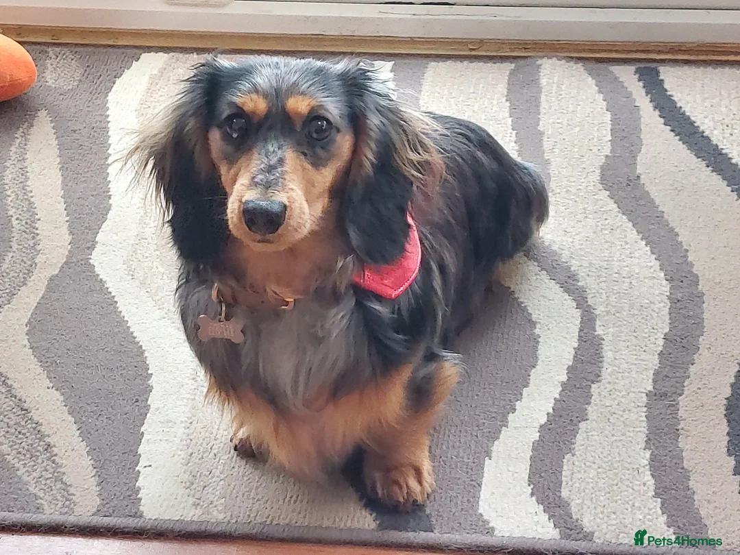 Miniature Dachshund dogs for stud: Rosco, KC Registered LH Mini Dachshund - Advert 2