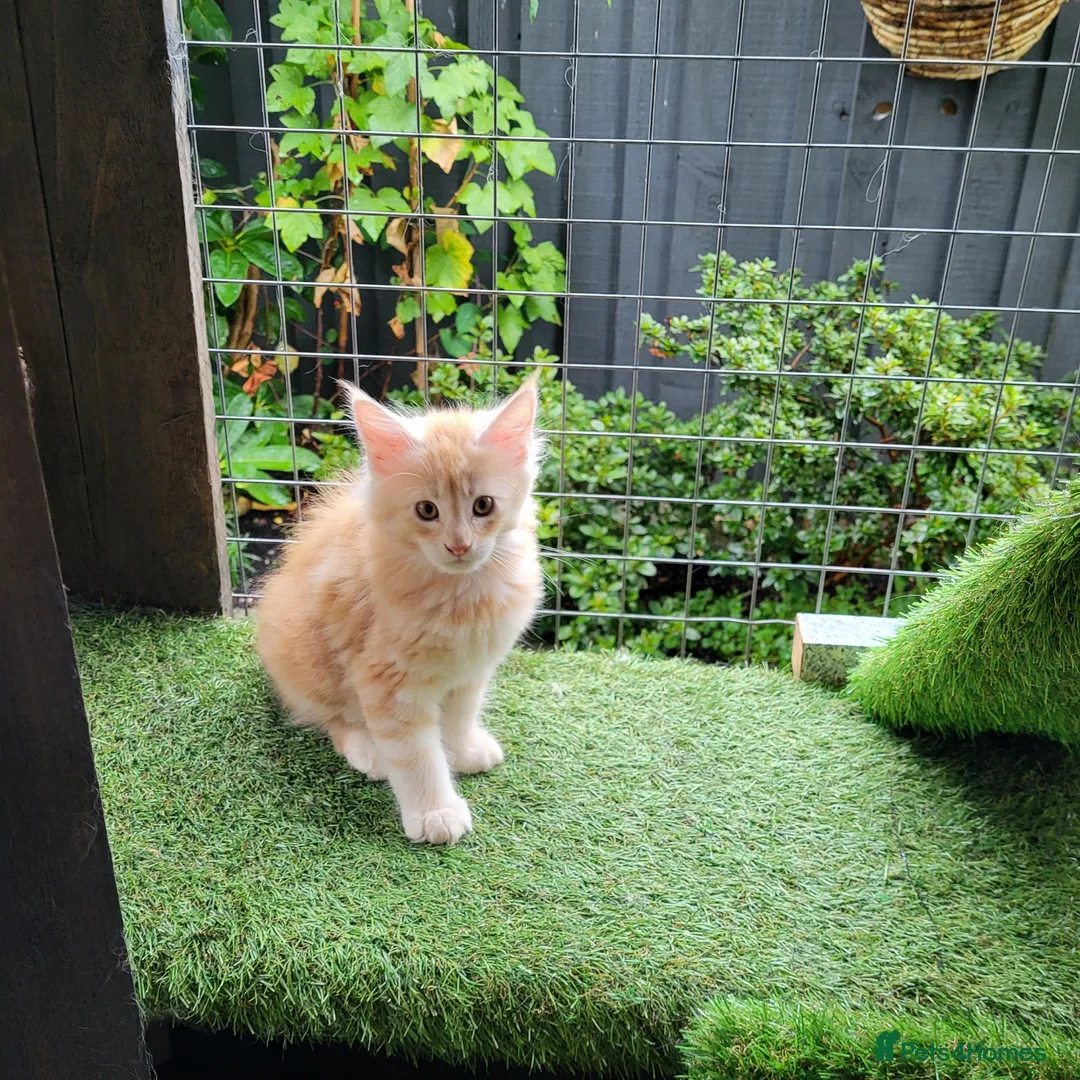 Maine Coon cats for sale: Maine Coon kittens for sale CF81  - Advert 11