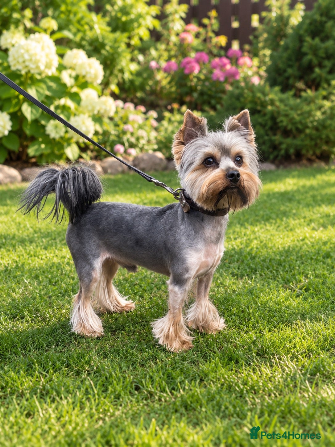 Yorkshire Terrier dogs Yorkshire Terier for stud  - Advert 1