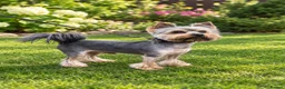 Yorkshire Terrier dogs for stud: Yorkshire Terier for stud  in Waltham Cross - Advert 1