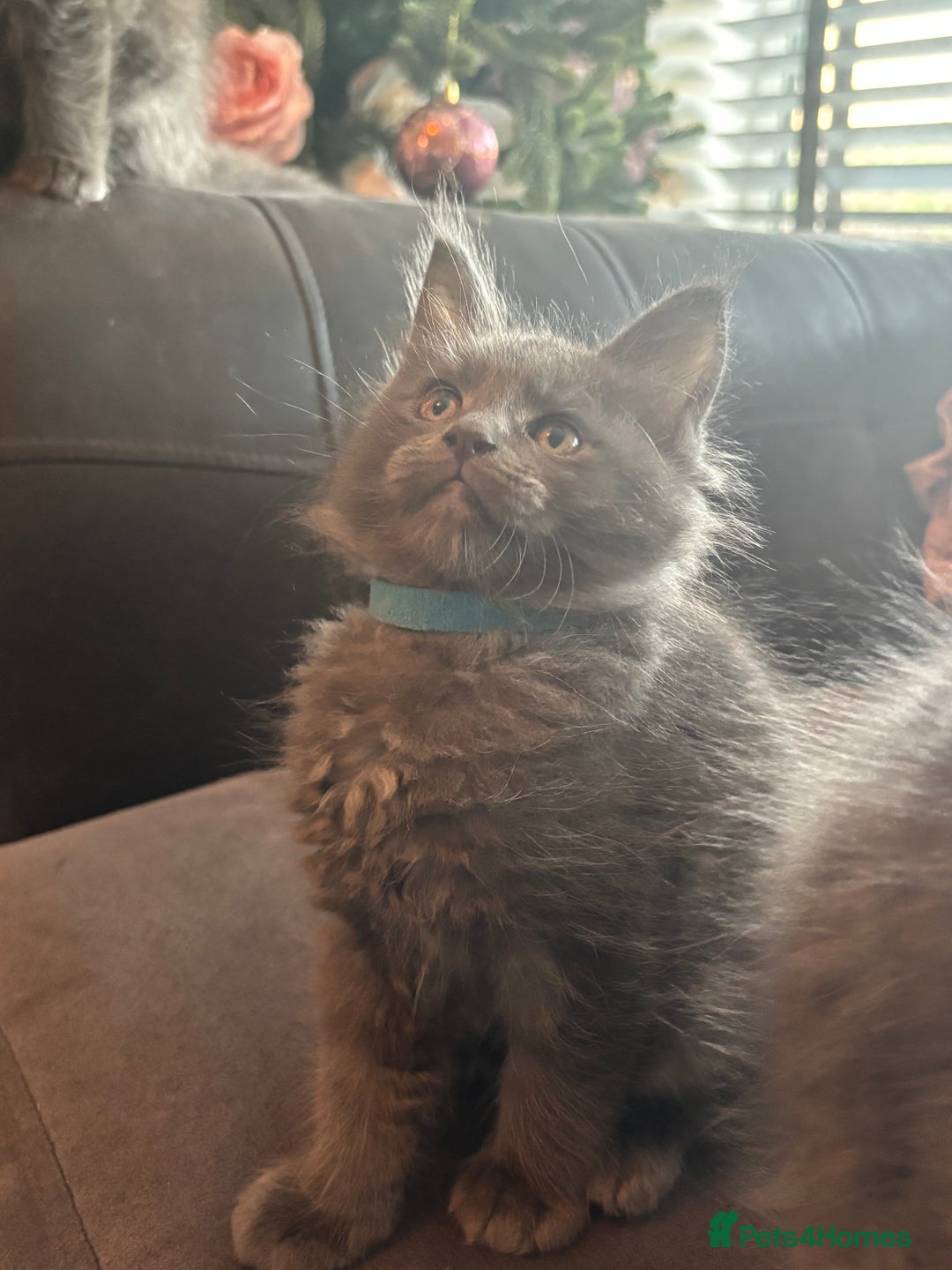 Maine Coon cats for sale: Blue Maine Coon Kittens – Active TICA Registered  - Advert 20