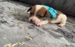 Jack Russell dogs for sale: Beautiful Jack russell puppies for sale  - Image 16