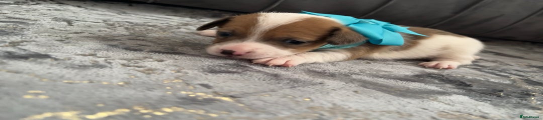 Jack Russell Puppy 3