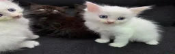 Mixed Breed cats for sale: Maine Coon x Ragdoll Kittens - Advert 29