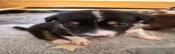 Border Collie dogs for sale: A litter of 5 beautiful collie pups  - Advert 4