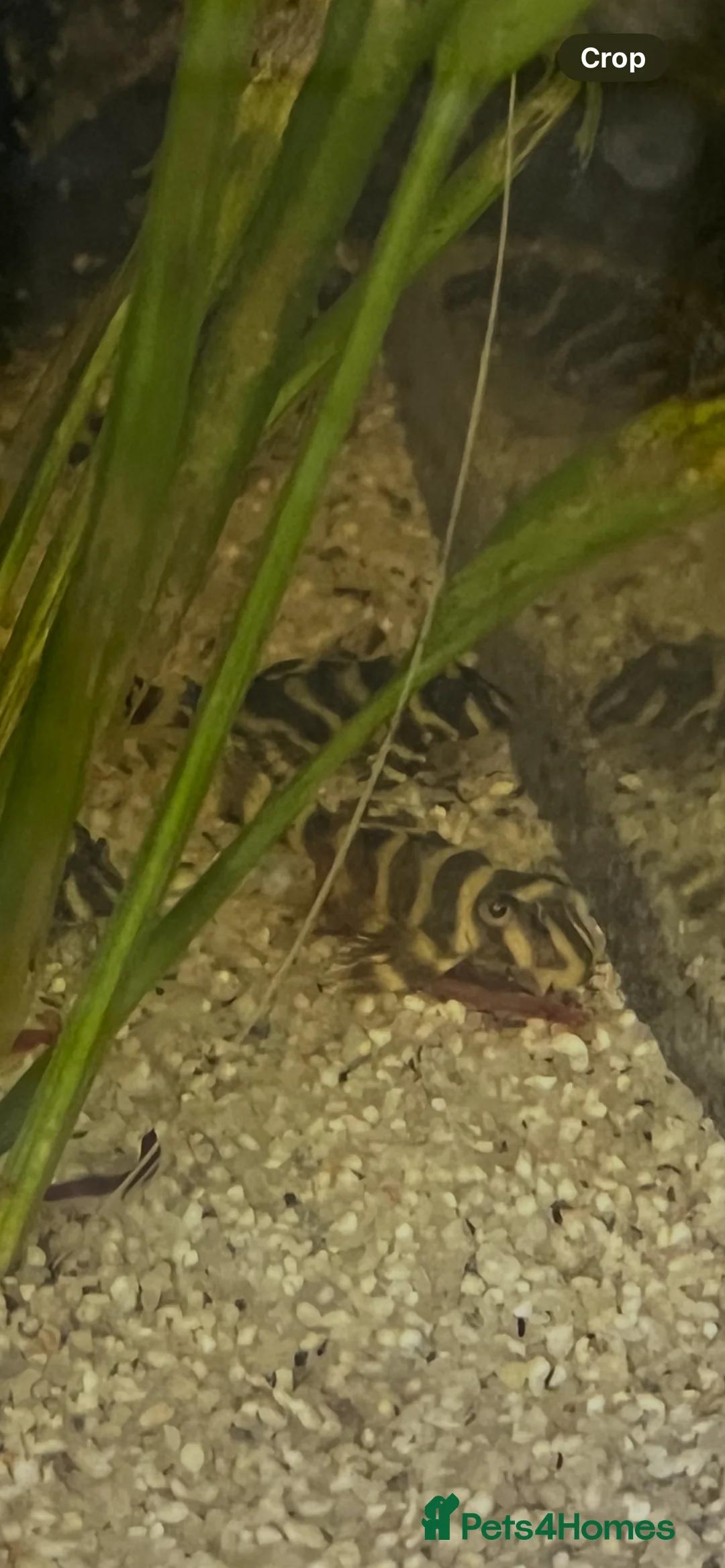 Plecos fish for sale: L333 A grade Plecos. 1”-3” - Advert 3