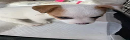 Jack Russell dogs for sale: Jack Russel Girls for sale  - Advert 6