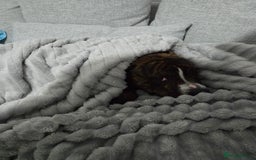Staffordshire Bull Terrier dogs for sale: Rolo NEED URGENTLY GONE - Image 4