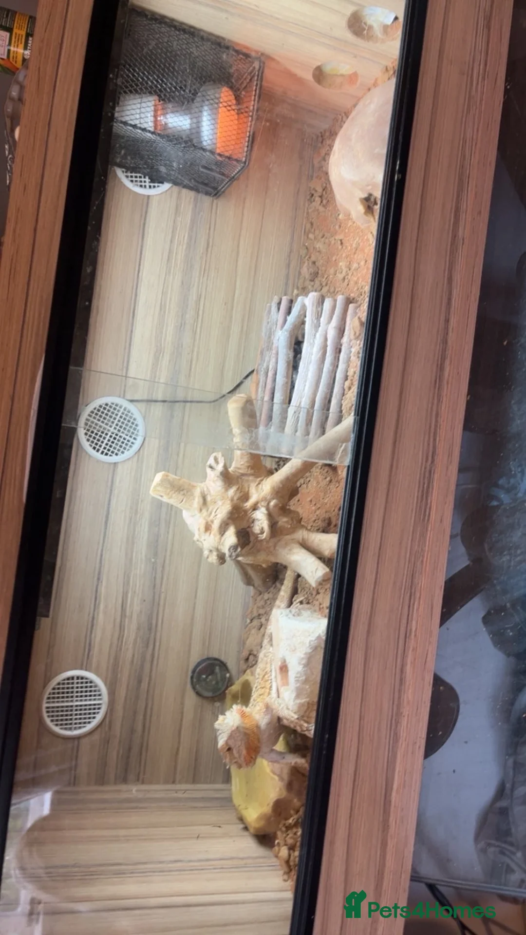 Bearded Dragon reptiles for sale: Bearded dragon for sale  in Birkenhead - Advert 2