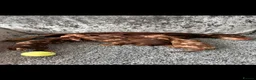 Miniature Dachshund dogs for sale: Miniature Dachshund - Advert 5