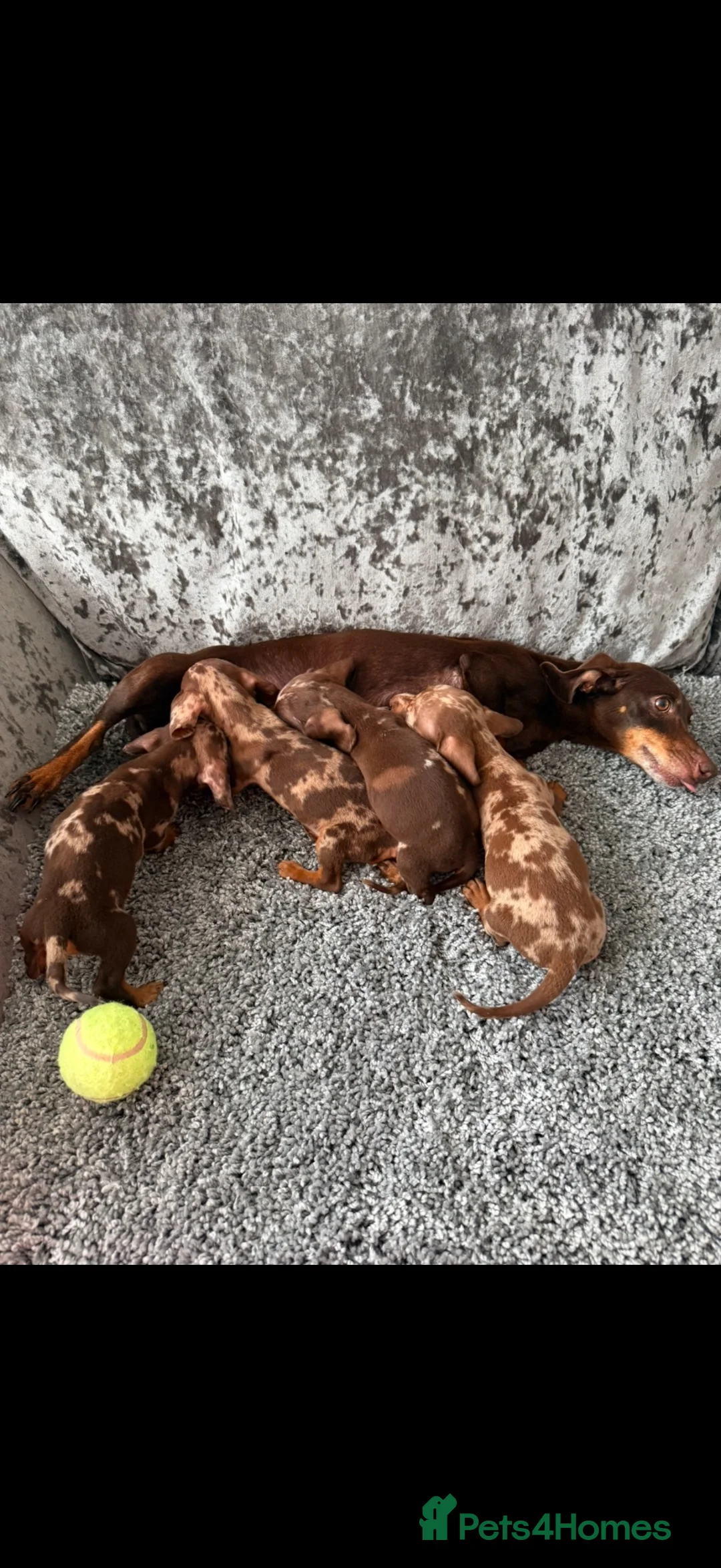 Miniature Dachshund dogs for sale: Miniature Dachshund - Advert 5