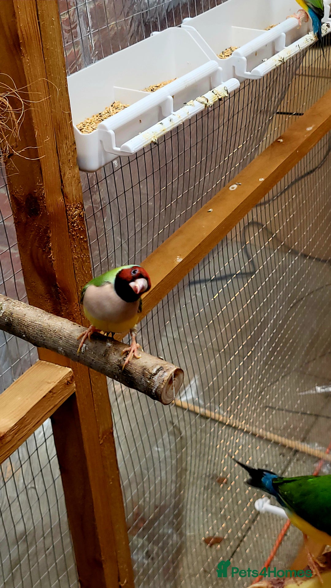 Finches birds for sale: Gouldian finches pairs  - Image 5