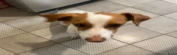 Mixed Breed dogs for adoption: Sylvie (Jack Russell/Dachshund/Beagle mix) - Advert 12