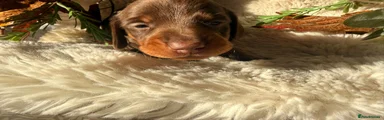 Miniature Dachshund 3