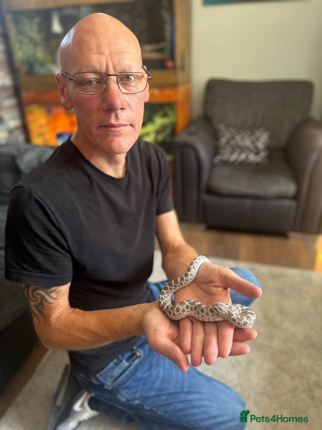 Snake reptiles for sale: Lavender Hognose Snake - Image 6